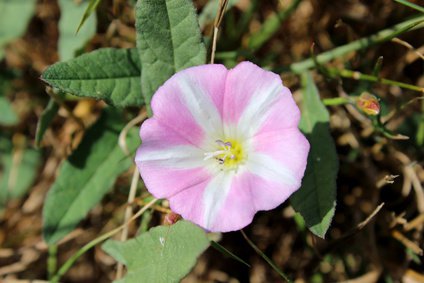 Ackerwinde-Reikara-Fotoliaid92982196.jpg