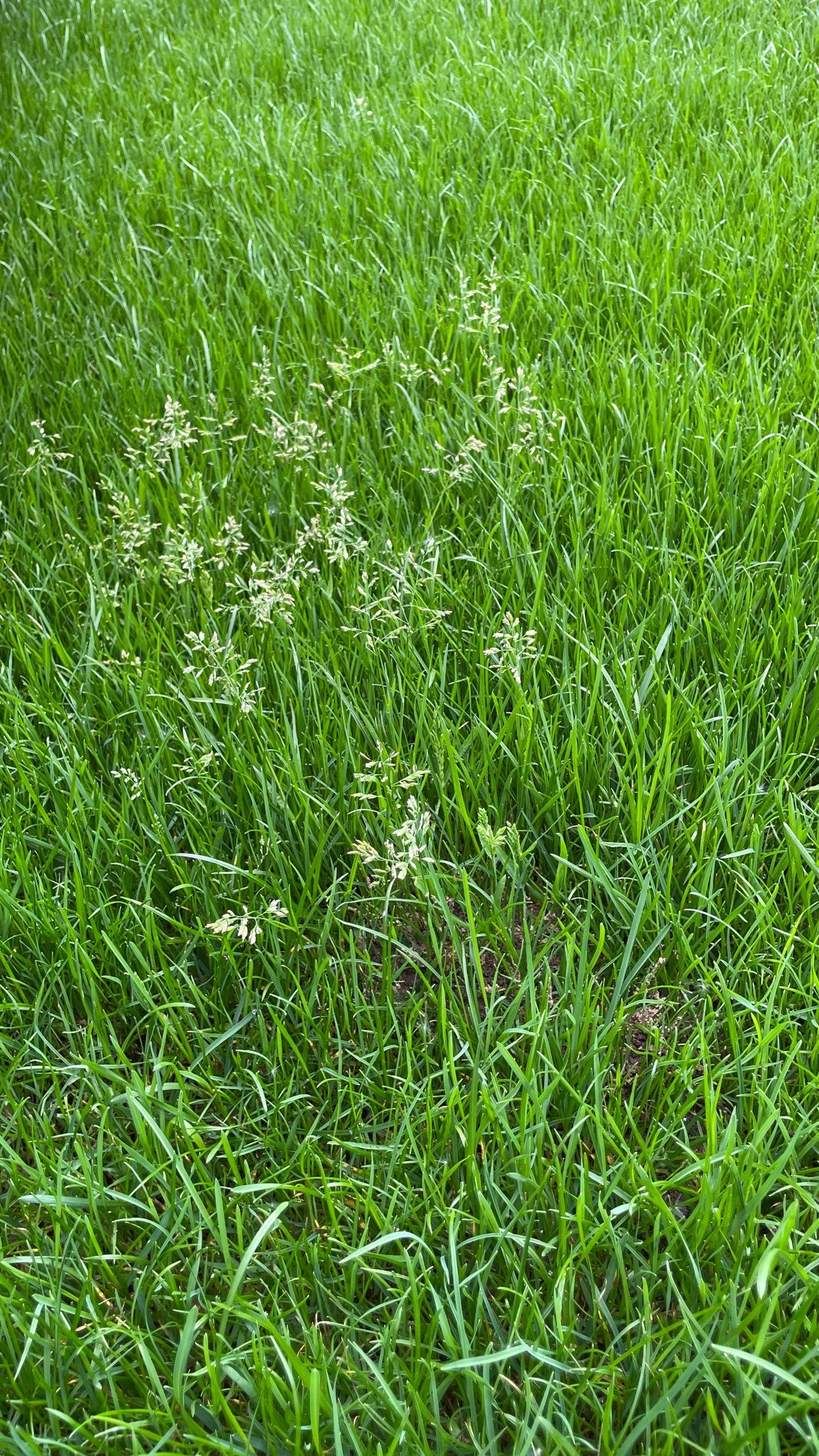 poa_annua_Kopie.jpeg