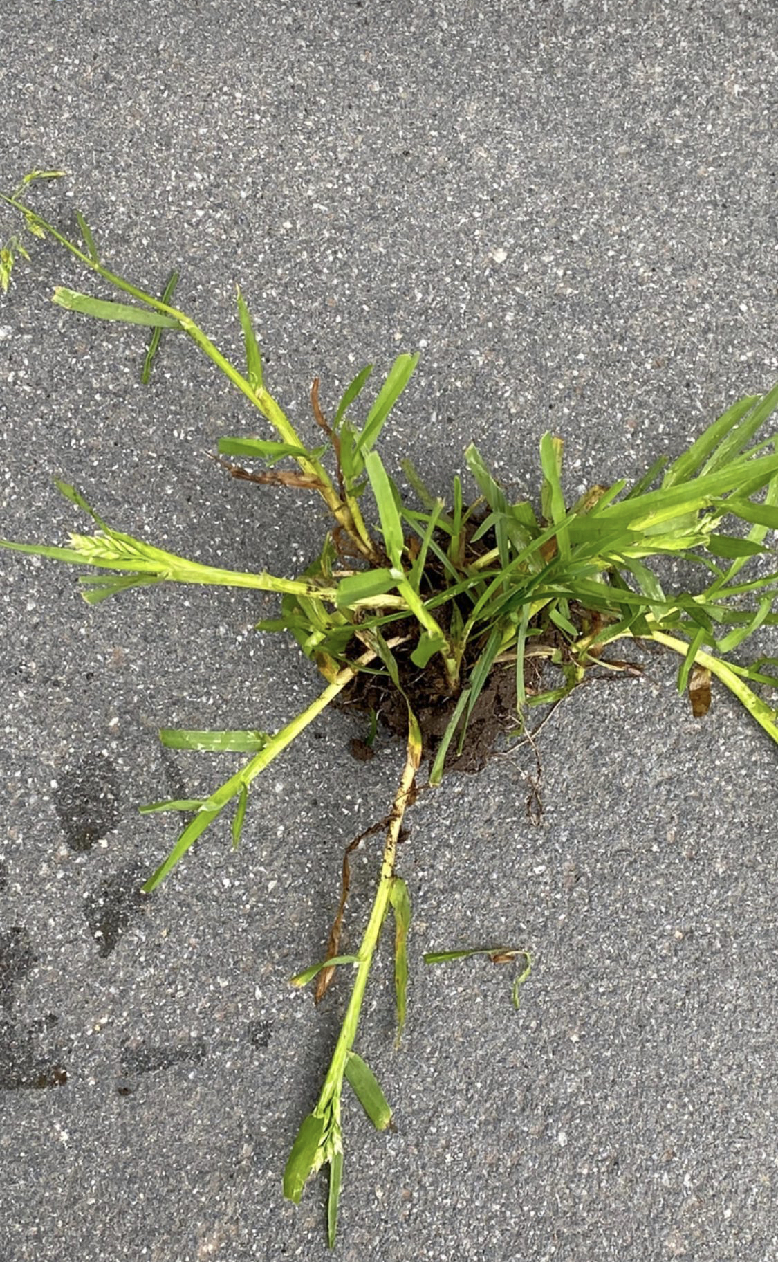 Hartes_Gras_im_Garten_.jpg