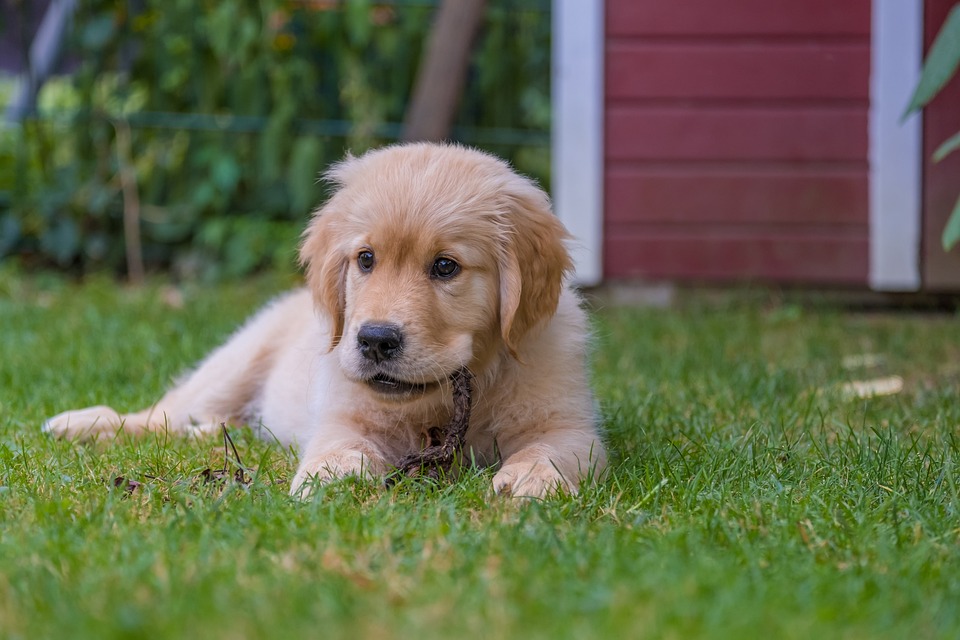 hundeurin.jpg